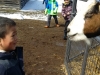 Lucas-Goat-1