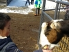 Lucas-Goat-2