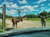 deer-2