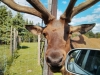 deer-3