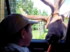 lucasanddeer-1