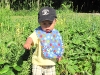 strawberry1
