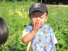 strawberry2