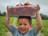 strawberrtedluc2